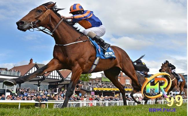 Kinh nghiệm chơi cá độ đua ngựa bất bại cho bet thủ 1 Tổng quan về cá độ đua ngựa