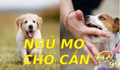Ngủ mơ chó cắn
